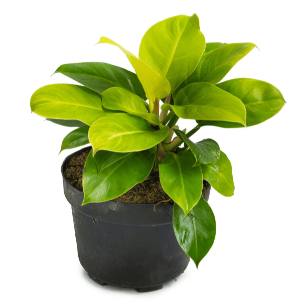 Philodendron Moonlight Skoolie Plant