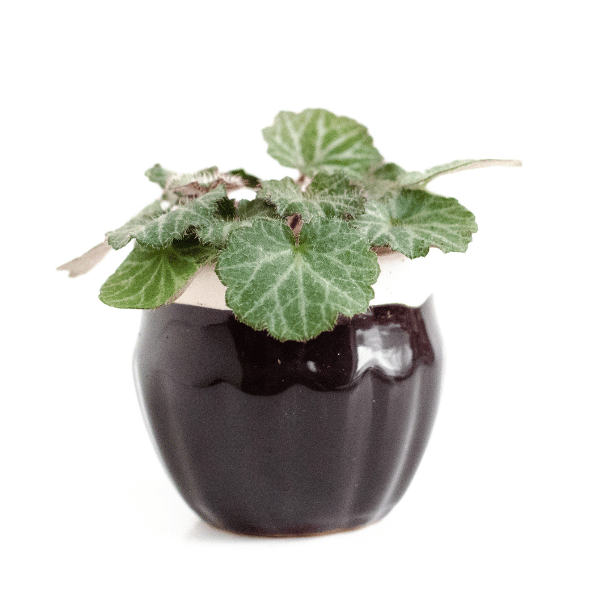 Strawberry Begonia Plant For Skoolie