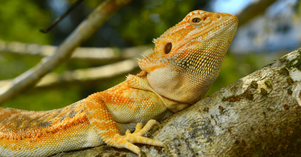 bearded dragon in a skoolie