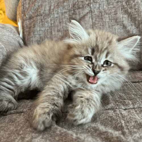 skoolie cat